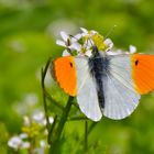 Aurorafalter Männlich - (Anthocharis cardamines)