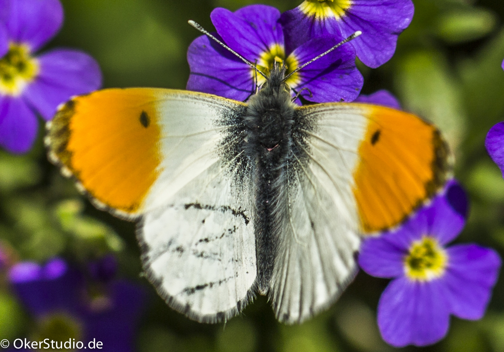 Aurorafalter, männlich Anthocharis cardamines