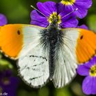 Aurorafalter, männlich Anthocharis cardamines