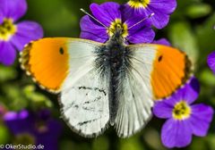 Aurorafalter, männlich Anthocharis cardamines