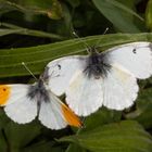 Aurorafalter oder Orange Tip (Anthocharis cardamines)