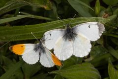 Aurorafalter oder Orange Tip (Anthocharis cardamines)