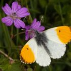 Aurorafalter oder Orange Tip (Anthocharis cardamines)