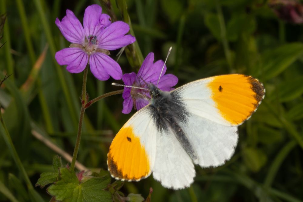 Aurorafalter oder Orange Tip (Anthocharis cardamines)