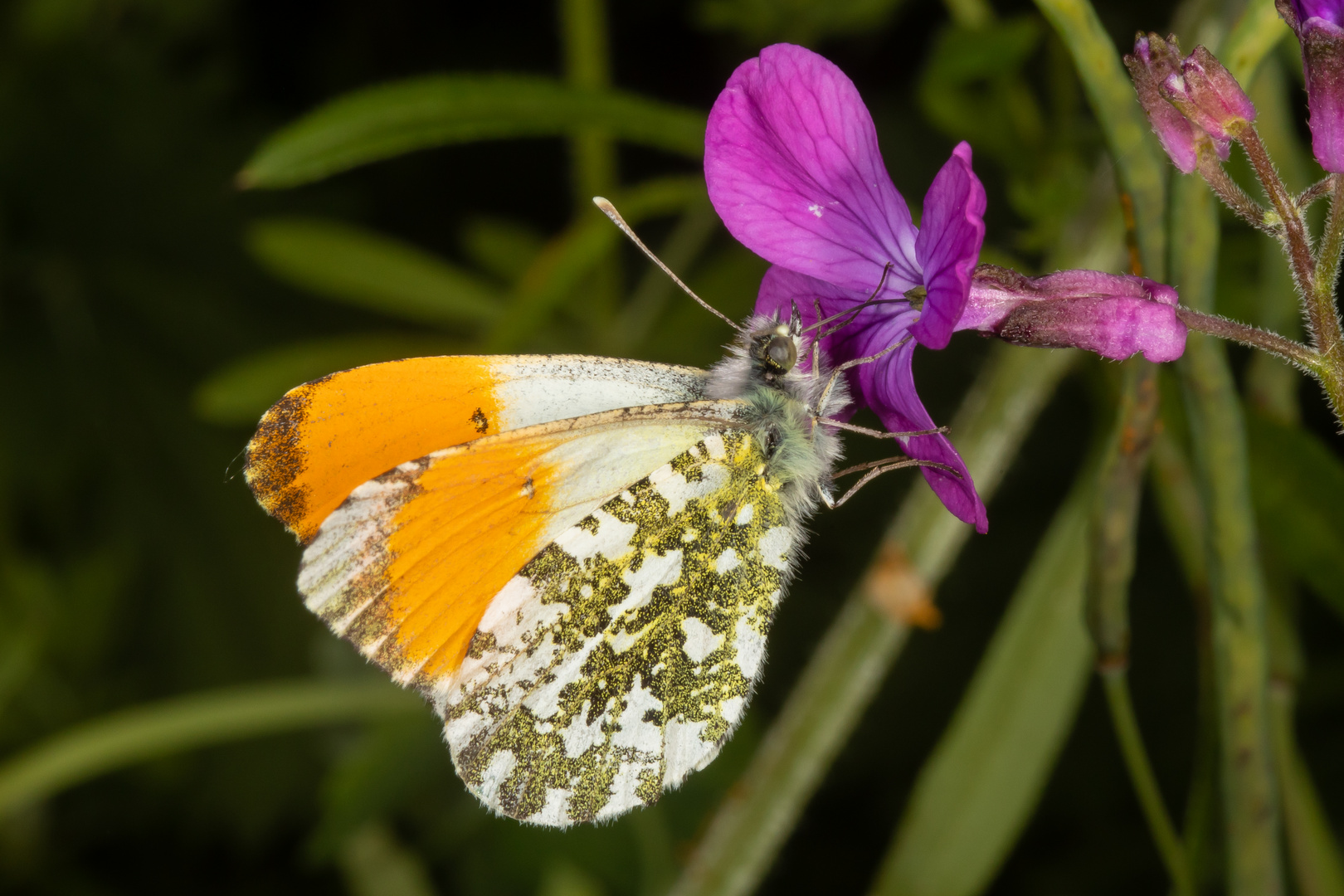 Aurorafalter oder Orange Tip (Anthocharis cardamines)