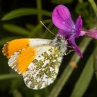 Aurorafalter oder Orange Tip (Anthocharis cardamines)