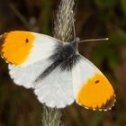 Aurorafalter oder Orange Tip (Anthocharis cardamines)