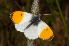 Aurorafalter oder Orange Tip (Anthocharis cardamines)