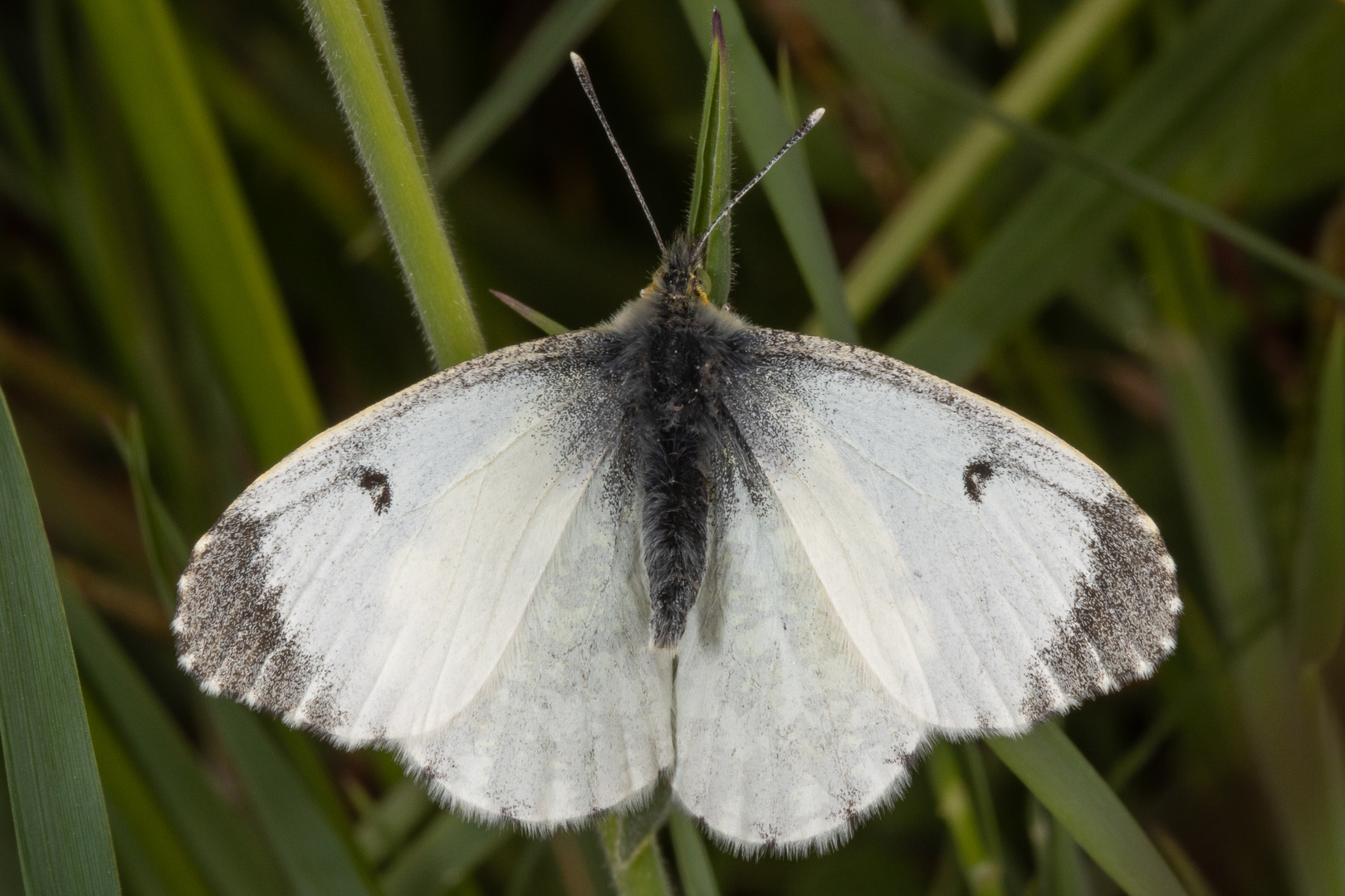 Aurorafalter oder Orange Tip (Anthocharis cardamines)