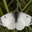 Aurorafalter oder Orange Tip (Anthocharis cardamines)