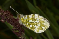 Aurorafalter oder Orange Tip (Anthocharis cardamines)