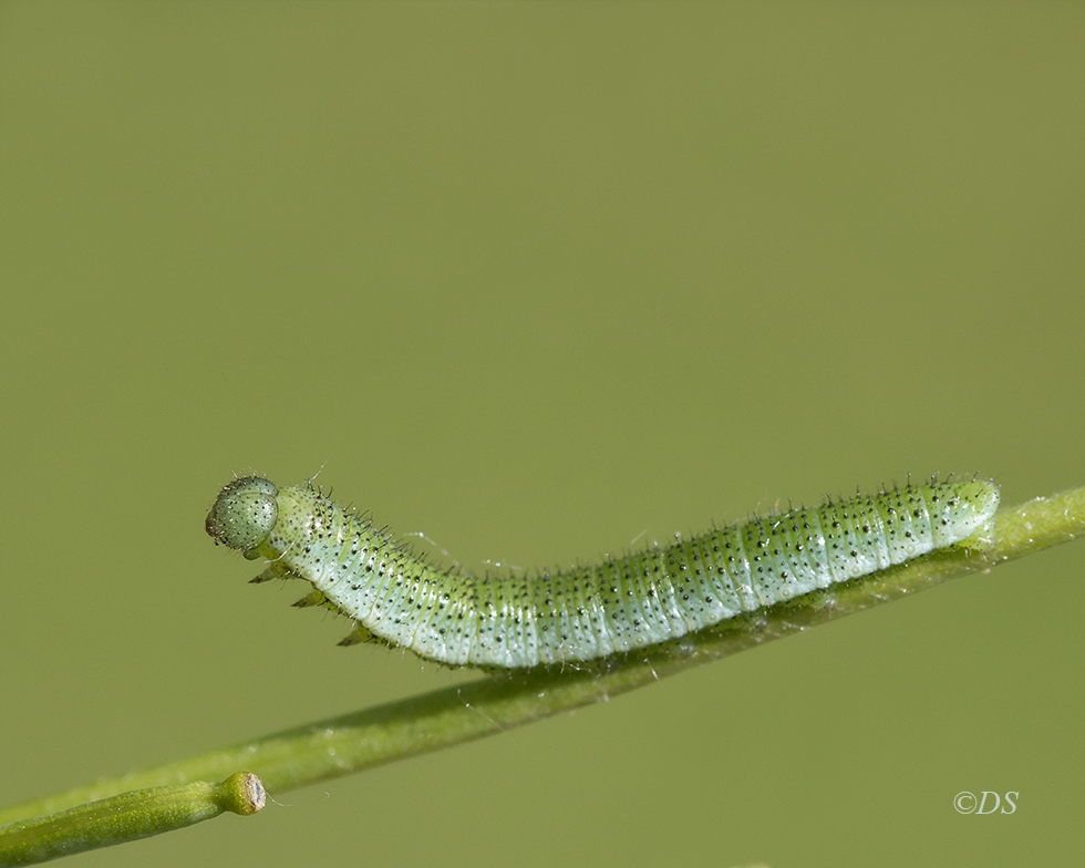 aurorafalter raupe 