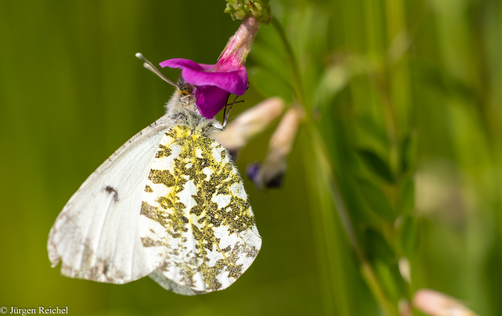 Aurorafalter w. ( Anthocharis cardamines ) 