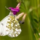 Aurorafalter w. ( Anthocharis cardamines ) 