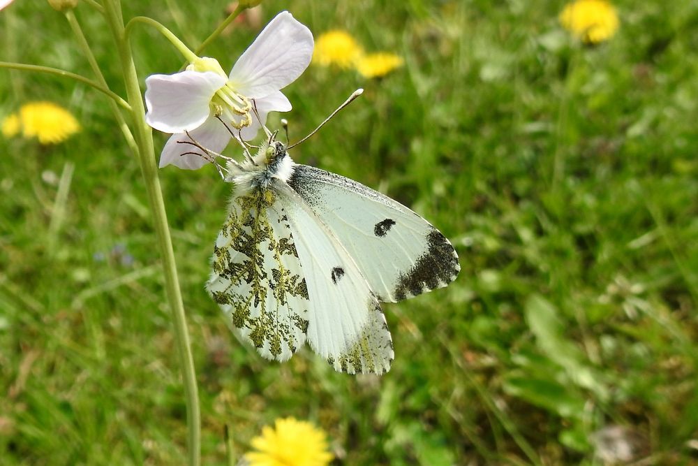 Aurorafalter (Weibchen)