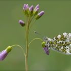 Aurorafalter (Weibchen)