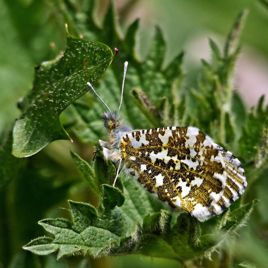 Aurorafalter (Weibchen)