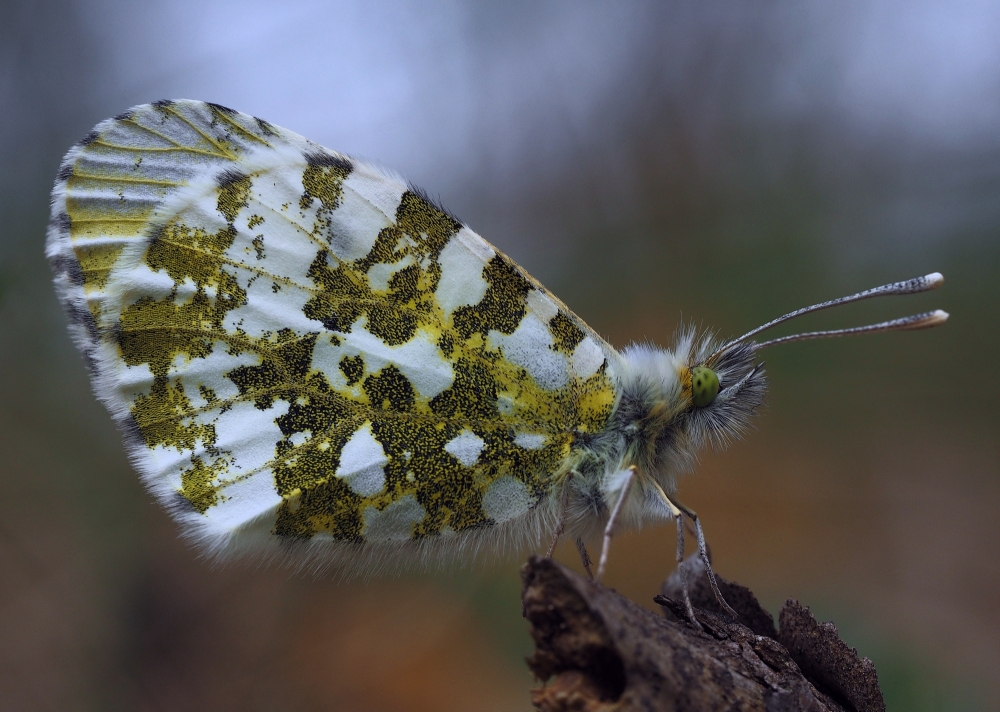 Aurorafalter (Weibchen) Anthocharis cardamines