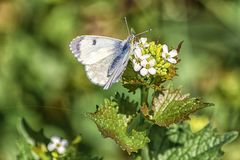 Aurorafalter (Weibchen)