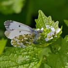 Aurorafalter Weibchen Eiablage