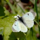 Aurorafalter, Weibchen