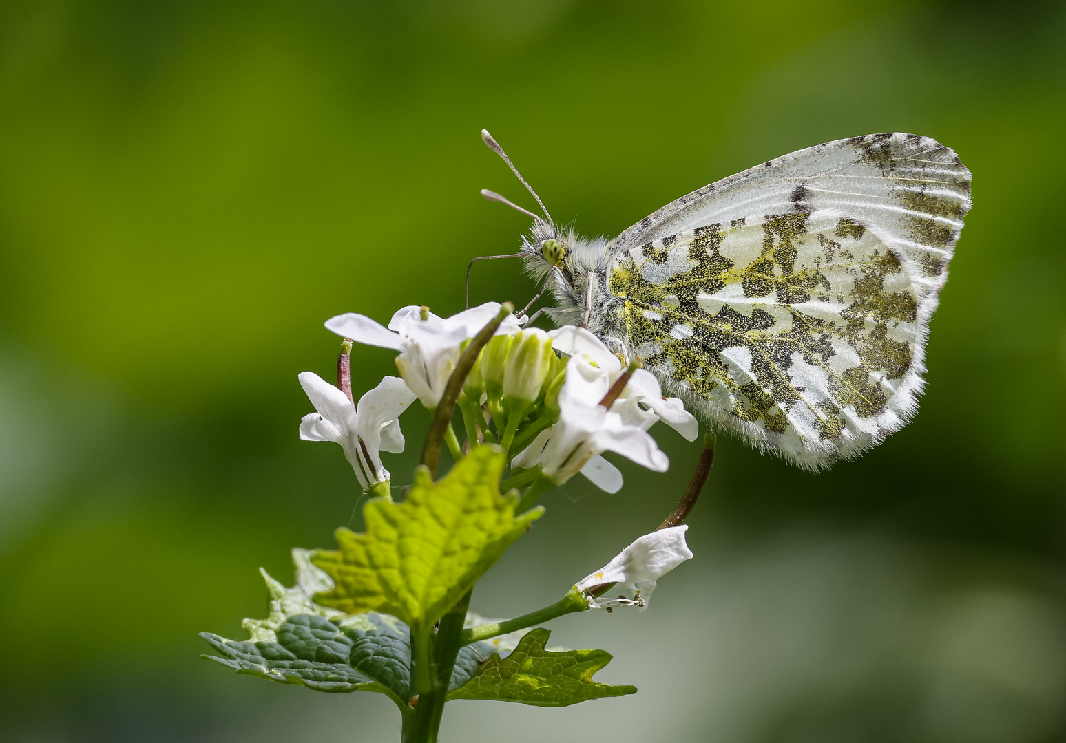 Aurorafalter (weibl.) Anthocharis cardamines