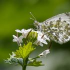 Aurorafalter (weibl.) Anthocharis cardamines