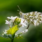 Aurorafalter (weibl.) Anthocharis cardamines