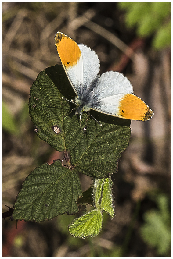 Aurorafalter,m (Anthocharis cardamines)