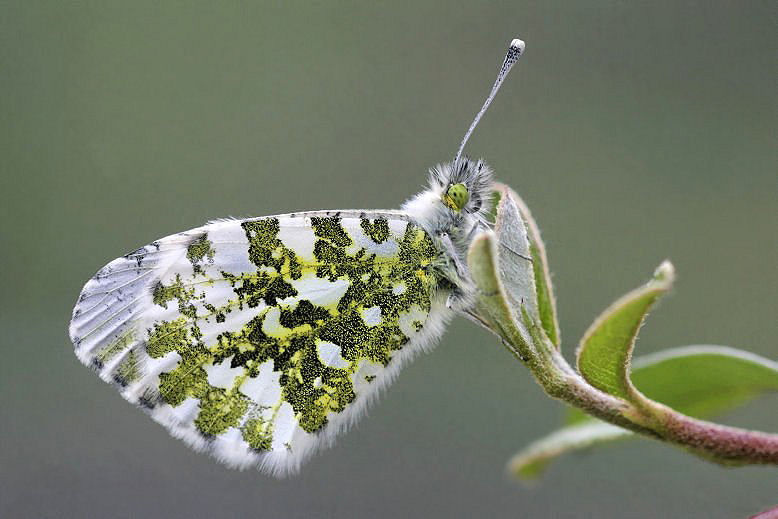 Aurore - Anthocharis Cardamines