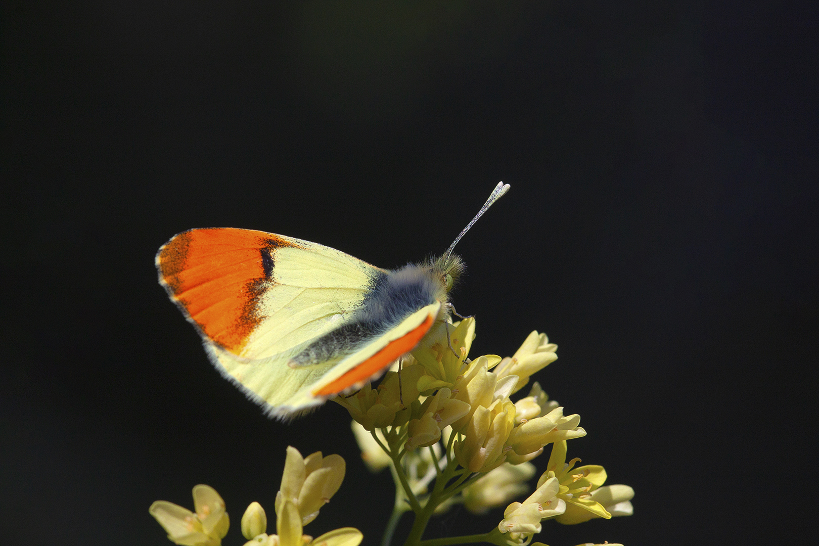 Aurore de Provence