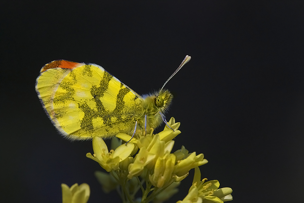 Aurore de Provence-Anthocharis euphenoides