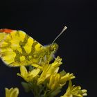 Aurore de Provence-Anthocharis euphenoides