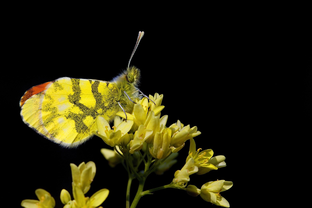 Aurore de Provence-Anthocharis euphenoides