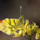 Aurore de Provence-Anthocharis euphenoides