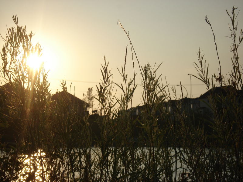 Aurore matinale, les Salix s'eveillent