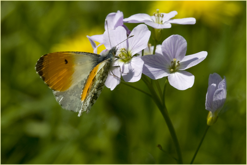 Aurore mâle sur Cardamine