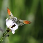 Aurore (papillon)