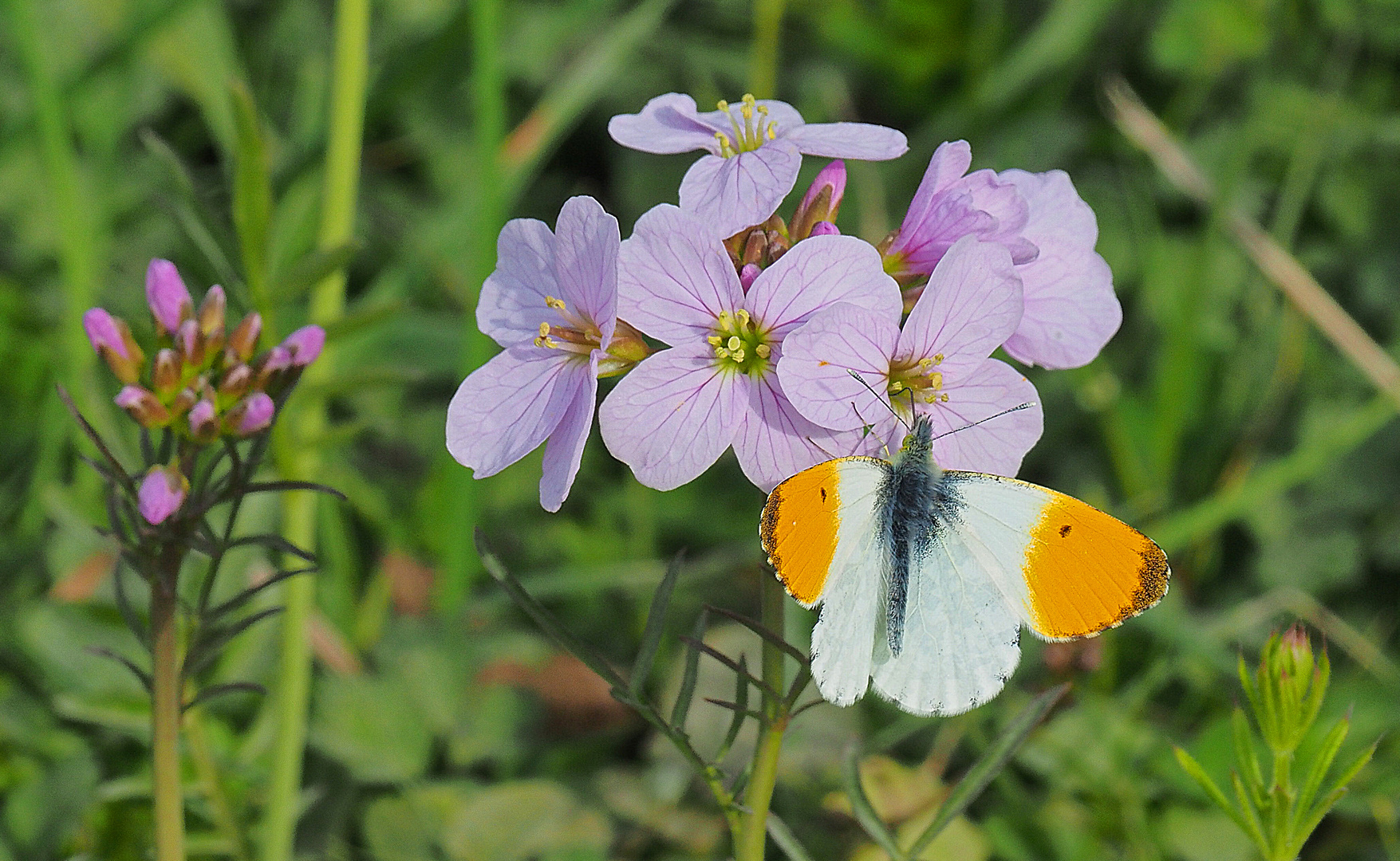 Aurore sur cardamine