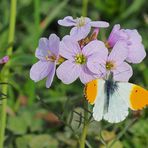 Aurore sur cardamine