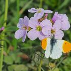 Aurore sur cardamine