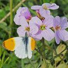 Aurore sur cardamine,… en plein jour