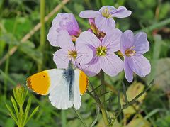 Aurore sur cardamine,… en plein jour