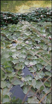 AURORE SUR LE LAC DES ARGILES    BASE  60-120--