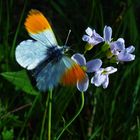 Aurorfalter (Anthocharis cardamines