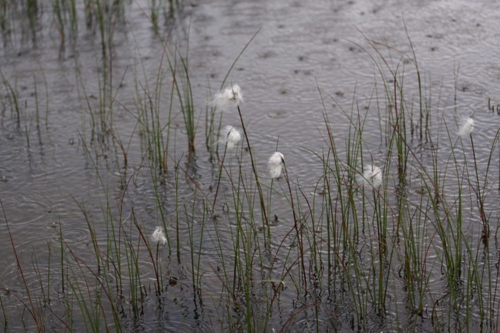 Aursjøvegen