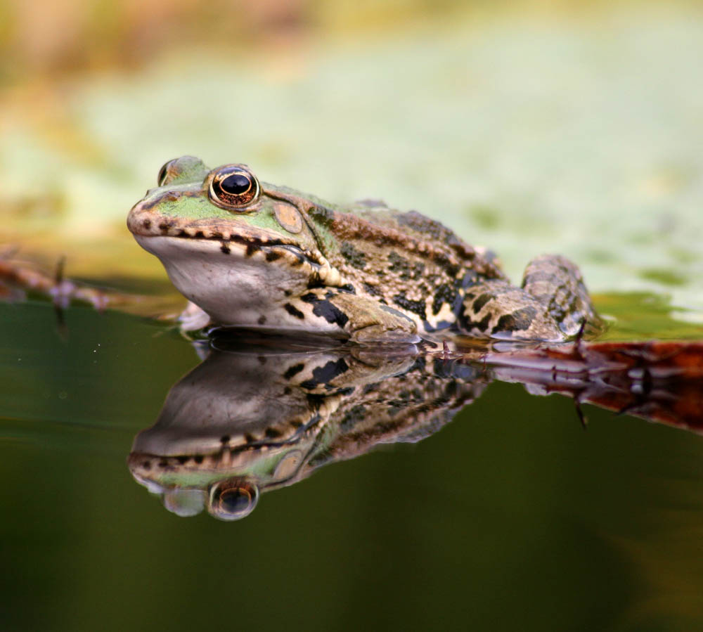 Aus 1 Mach 2 Foto &amp; Bild | tiere, wildlife, amphibien &amp; reptilien ...
