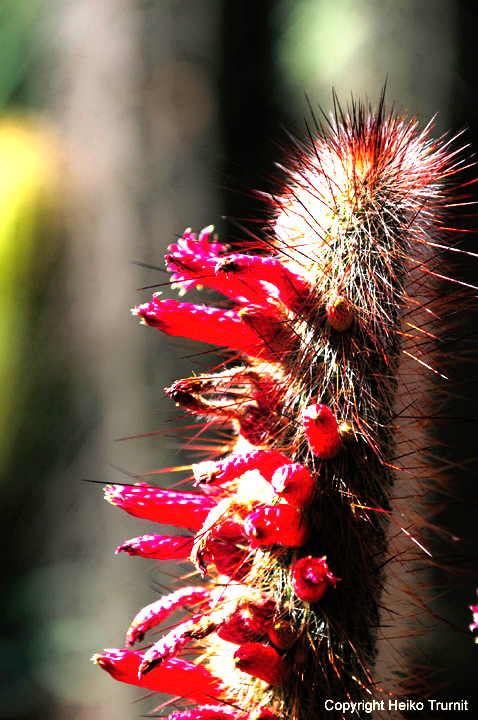 Aus Afrikas bestem Kaktus Garten