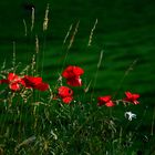 Aus aktuellem Anlass!   Der Klatschmohn,  ... Blume des Jahres 2017