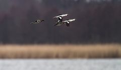 Aus aktuellem Wetteranlaß (2.)